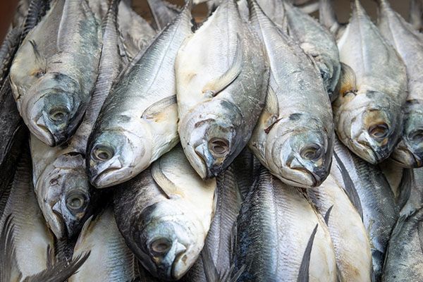 C'est sans aucun doute l'une des meilleures sources de vitamine B et d'oméga-3
